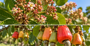 O cajueiro pode produzir flores sem formar castanhas; este detalhe ajuda a entender o fenômeno