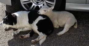 Ovelha resgatada é criada com grupo de cães e se comporta como um deles
