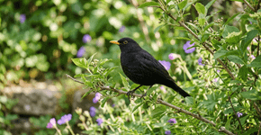 O que significa se um melro-preto visita regularmente o seu jardim?