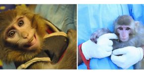 Macacos serão enviados a Marte