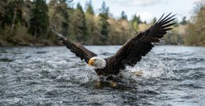 A águia-careca parece uma das aves mais familiares dos EUA, mas seus ninhos gigantes, habilidade de nadar e hábitos estranhos revelam um animal muito mais incomum do que o símbolo nacional sugere