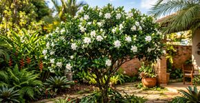 A árvore que é um verdadeiro espetáculo no paisagismo com flores exuberantes que além de trazerem borboletas para o seu jardim iluminam o dia com uma fragrância inesquecível