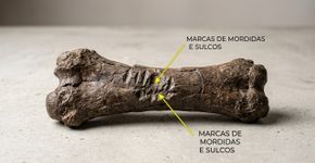 A misteriosa espécie “Hobbit” que não dominava o fogo nem a caça e novos fósseis de elefante anão mudam tudo o que se sabia sobre ela