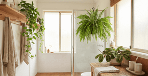 As plantas perfeitas para ter no banheiro que absorvem umidade e todo iniciante em jardinagem ama