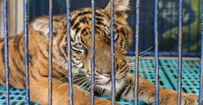Selfies com tigres podem financiar o tráfico de animais