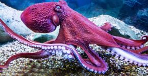 7 curiosidades impressionantes sobre os polvos 