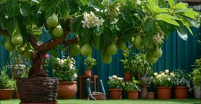 A árvore ideal para o seu jardim que produz frutos muito doces e floresce mais de uma vez por ano