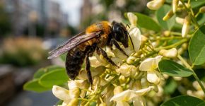 Pesquisadores mapearam 150 registros da abelha-gigante-da-resina, primeira abelha não nativa registrada na Europa, e descobriram que uma árvore ornamental pesa tanto quanto o clima em sua expansão