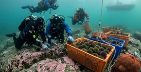 Voluntários retiraram 100.000 ouriços-do-mar na Noruega e conseguiram restaurar as florestas de algas