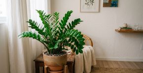 A planta africana que sobrevive em apartamento escuro sem melar o caule ou atrair mosquitinho de terra