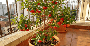 A frutífera de vaso que dá fruta doce, decora a varanda e não faz sujeira de terra