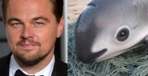 Leonardo DiCaprio e governo do México lutam para salvar vaquitas