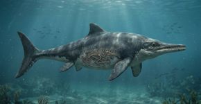 Fóssil encontrado na Austrália revela que um pliosauro matou um predador marinho que havia acabado de devorar um pterossauro