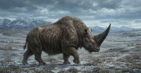 O “unicórnio de verdade” era monstruoso: o animal gigante que viveu na Eurásia e pode ter inspirado antigas lendas