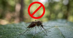 A planta que serve de barreira natural: Impede a entrada de muitos pernilongos e perfuma toda a varanda
