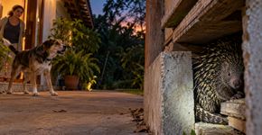 Moradora percebe que o cachorro late para o mesmo ponto do quintal todas as noites, afasta os vasos e encontra um ouriço cacheiro escondido atrás de uma pilha de madeira