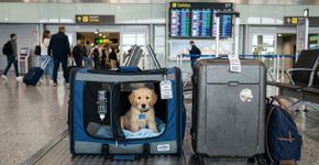 7 dicas para viajar com cães e gatos, segundo especialistas