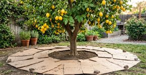 Colocar caixas de papelão ao redor do limoeiro: para que serve e por que os especialistas em jardinagem recomendam