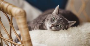 Foto: (knape/istock)