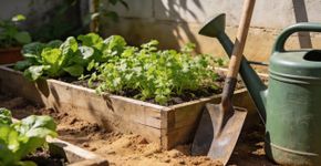 Custo mensal para manter uma horta produtiva no quintal de casa