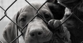Site usa financiamento coletivo para ajudar animais carentes