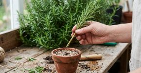 Fazer muda de alecrim com um galho de 10 a 15 cm: corte abaixo de um nó, retire as folhas inferiores e plante a estaca no verão