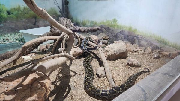 Projeto Jiboia é uma experiência diferente para aprender mais sobre as serpentes