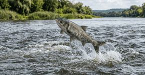 O que começou como uma solução ecológica nos anos 1970 se transformou em uma invasão massiva que forçou a remoção de dezenas de milhares de quilos de peixes