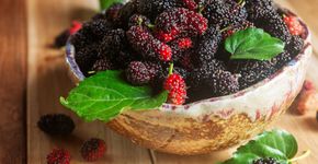 Foto: (iStock/ Premyuda Yospim)