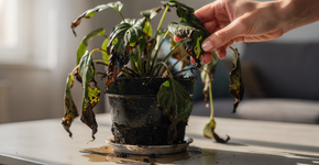 O que significa a planta saudável desfalecer de repente? Sinal de energia ou erro de manejo?