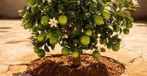 A estrela dos pomares domésticos: a frutífera que produz quase o ano inteiro e se adapta bem ao calor