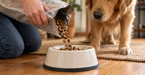 Família diminuiu a ração do cachorro depois que ele começou a ganhar peso, seguiu todas as orientações durante semanas e só entendeu por que nada funcionava quando decidiu observar o que ele fazia depois do almoço