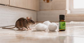 Como afastar ratos da sua casa com um aroma natural que eles detestam