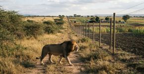 Restam menos de 25 mil leões na África: perda de habitat e avanço humano colocam o “rei da savana” em uma situação cada vez mais ameaçada