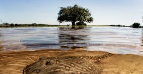 Foto: (Luciano Candisani/Documenta Pantanal)