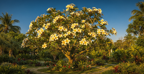 5 motivos para plantar jasmim-manga e transformar seu jardim em um espaço perfumado e tropical
