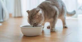 7 mitos comuns sobre alimentação para cães e gatos 