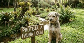 Como os remédios de cães e gatos estão prejudicando o ecossistema