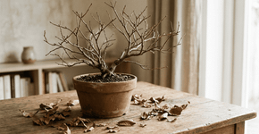 As folhas da sua planta estão caindo? Saiba o que significa