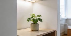 5 recomendações para plantas ornamentais pequenas e estéticas