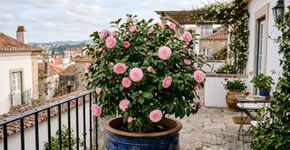 A árvore que melhor se adapta ao vaso: a opção elegante para pequenos terraços