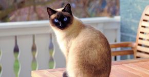 Não é para afiar as unhas: o que significa quando seu gato arranha os móveis
