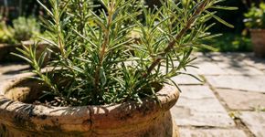 O alecrim é resistente a quase tudo, mas é sempre necessario colocar essas pedrinhas para seu crescimento: onde cultivar no jardim e como usá-lo
