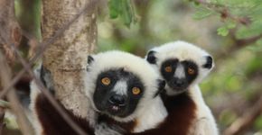 Centro de estudos disponibiliza imagens e detalhes da vida de primatas ameaçados de extinção