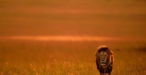 Novo estudo revela que leões estão em grave ameaça de extinção