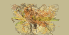 Animais em verso e arte