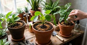 Na Turquia eles colocam canela no vaso para afastar mosquitos e fazem isso toda semana para a planta nunca murchar