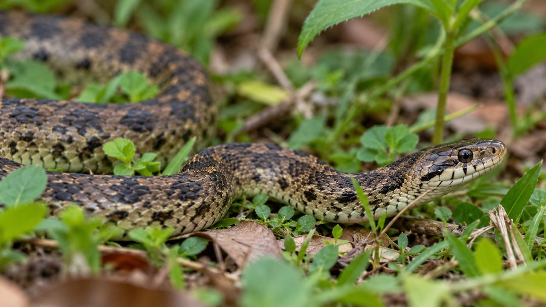 Cores e formatos podem enganar quem tenta reconhecer uma cobra desconhecida.