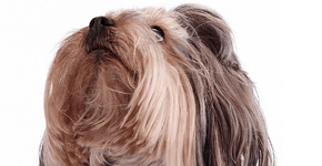 Coleira inteligente para cachorros se conecta com smartphones