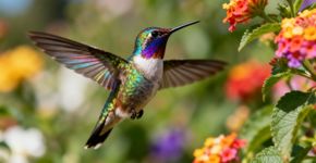 O que significa ter o colibri como símbolo de boa sorte segundo Feng Shui?